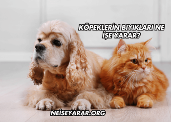 Köpeklerin Bıyıkları Ne İşe Yarar?