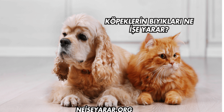 Köpeklerin Bıyıkları Ne İşe Yarar?