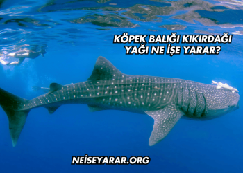 köpek balığı kıkırdağı yağı ne işe yarar?