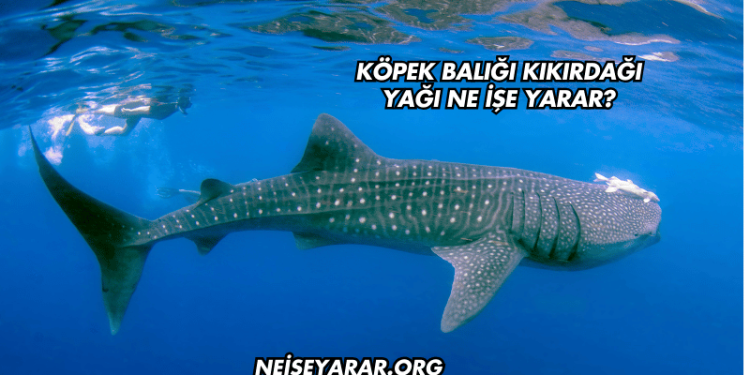 köpek balığı kıkırdağı yağı ne işe yarar?