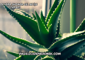 LR Aloe Vera Shower Gel Ne İşe Yarar?