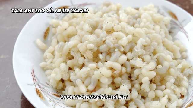 Tala Ant Egg Oil Ne İşe Yarar?