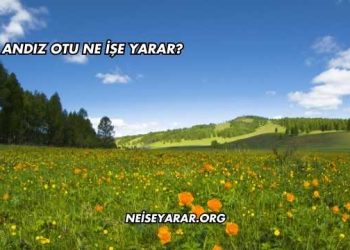 Andız Otu Ne İşe Yarar?