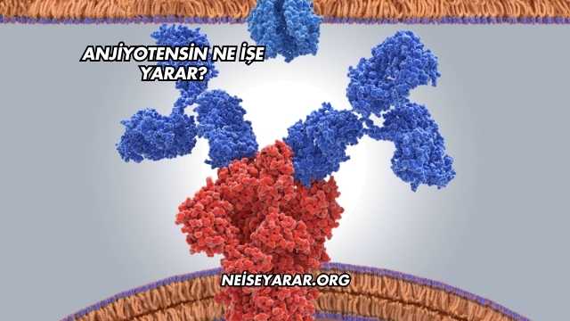 Anjiyotensin Ne İşe Yarar?