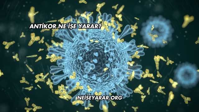 Antikor Ne İşe Yarar?