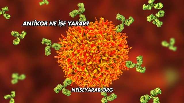 Antikor Ne İşe Yarar?