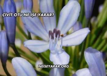 Çivit Otu Ne İşe Yarar?