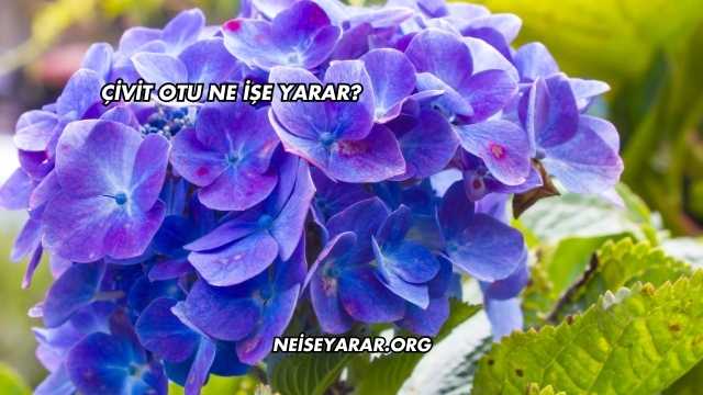 Çivit Otu Ne İşe Yarar?