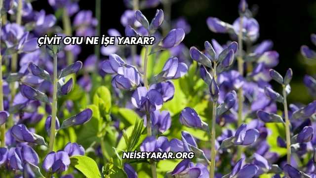 Çivit Otu Ne İşe Yarar?