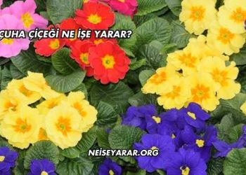 Çuha Çiçeği Ne İşe Yarar?