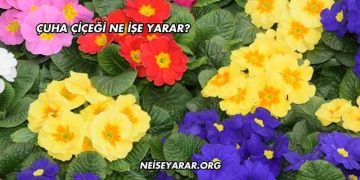 Çuha Çiçeği Ne İşe Yarar?