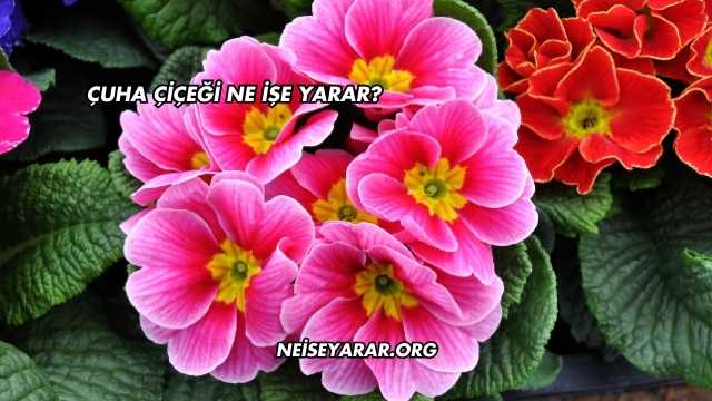 Çuha Çiçeği Ne İşe Yarar?