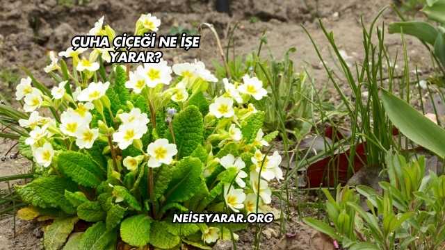 Çuha Çiçeği Ne İşe Yarar?