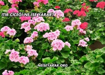 Itır Çiçeği Ne İşe Yarar?