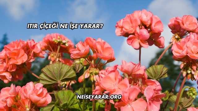 Itır Çiçeği Ne İşe Yarar?
