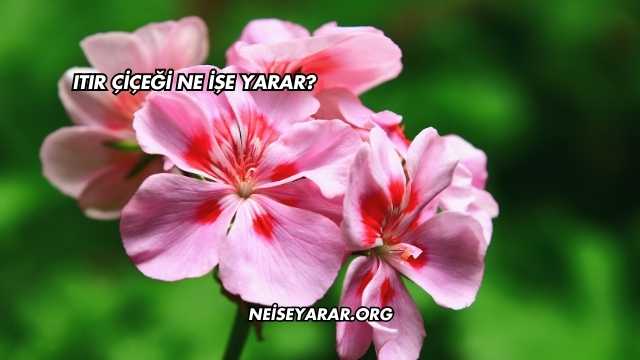 Itır Çiçeği Ne İşe Yarar?