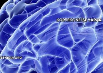 Korteks Ne İşe Yarar