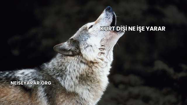Kurt Dişi Ne İşe Yarar