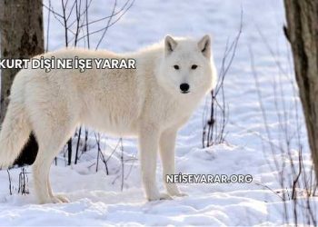 Kurt Dişi Ne İşe Yarar