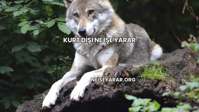 Kurt Dişi Ne İşe Yarar
