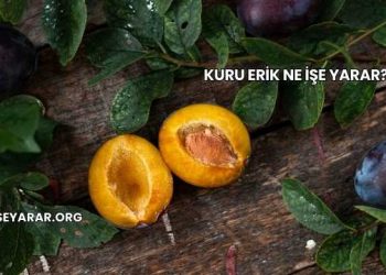 Kuru Erik Ne İşe Yarar?