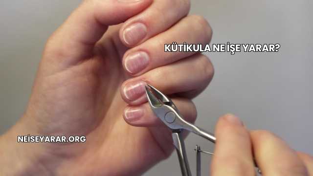 Kütikula Ne İşe Yarar?