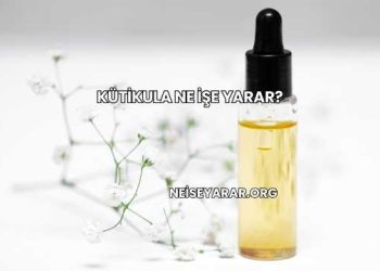 Kütikula Ne İşe Yarar?