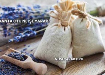 Lavanta Otu Ne İşe Yarar?