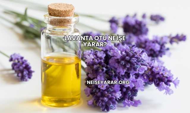 Lavanta Otu Ne İşe Yarar?Lavanta Otu Ne İşe Yarar?