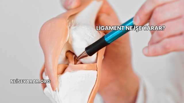 Ligament Ne İşe Yarar?