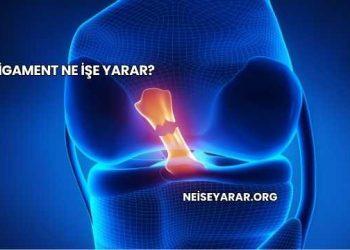 Ligament Ne İşe Yarar?