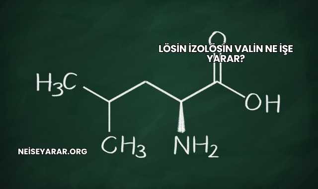 Lösin İzolösin Valin Ne İşe Yarar?