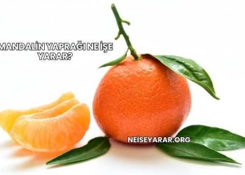 Mandalin Yaprağı Ne İşe Yarar?