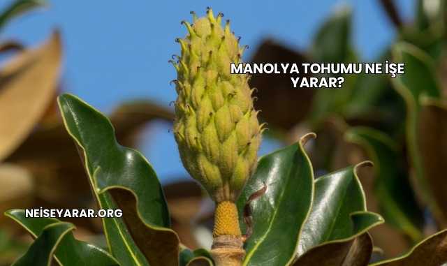 Manolya Tohumu Ne İşe Yarar?