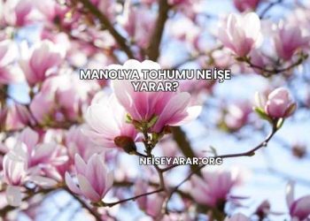 Manolya Tohumu Ne İşe Yarar?