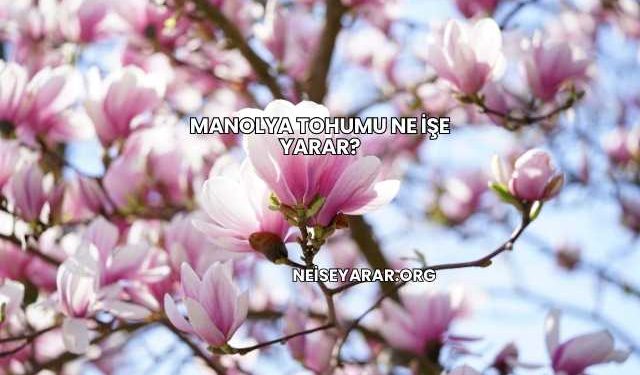 Manolya Tohumu Ne İşe Yarar?