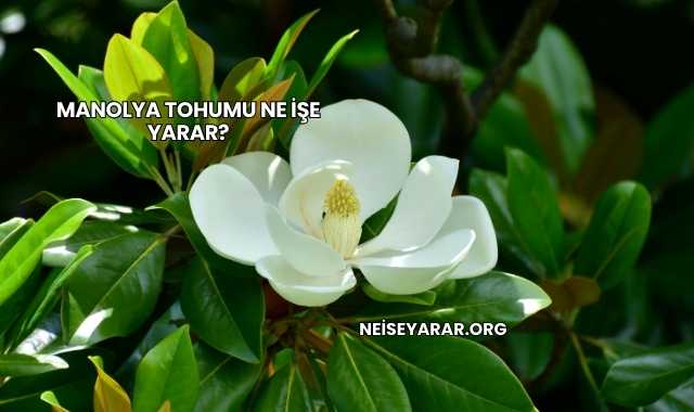 Manolya Tohumu Ne İşe Yarar?