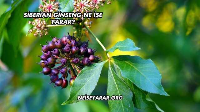 Siberian Ginseng Ne İşe Yarar?