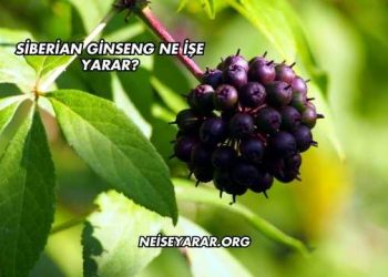 Siberian Ginseng Ne İşe Yarar?