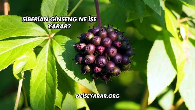 Siberian Ginseng Ne İşe Yarar?
