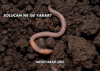 Solucan Ne İşe Yarar?