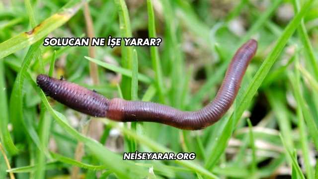 Solucan Ne İşe Yarar?