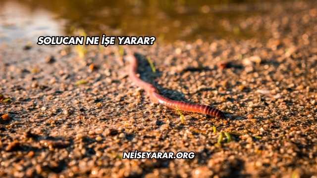 Solucan Ne İşe Yarar?