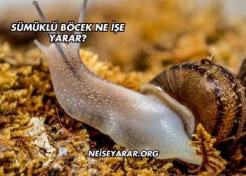 Sümüklü Böcek Ne İşe Yarar?