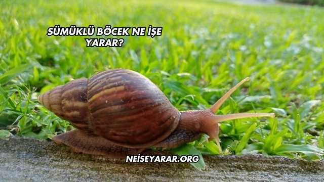 Sümüklü Böcek Ne İşe Yarar?