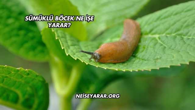 Sümüklü Böcek Ne İşe Yarar?