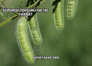 Süpürge Tohumu Ne İşe Yarar?