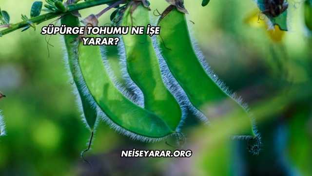 Süpürge Tohumu Ne İşe Yarar?