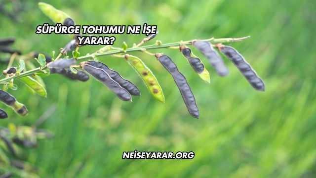 Süpürge Tohumu Ne İşe Yarar?