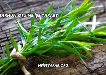 Tarhun Otu Ne İşe Yarar?